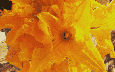 Fiori di zucca, stagionalità al 100%